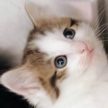 Annabeth -  Domestic Medium Hair Cat for Adoption in Palestine, Texas - Annabeth | PetCurious