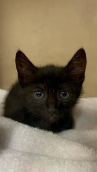 JERMAINE -  Domestic Short Hair Cat for Adoption in Fort Myers, Florida - JERMAINE | PetCurious