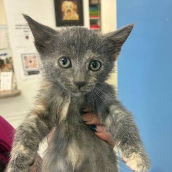 Juno -  Domestic Short Hair Cat for Adoption in Birmingham, Alabama - Juno | PetCurious