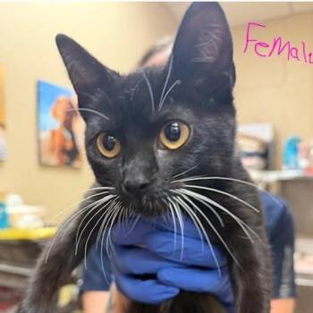 Domestic Short Hair Cats Available for Adoption - Angela | PetCurious