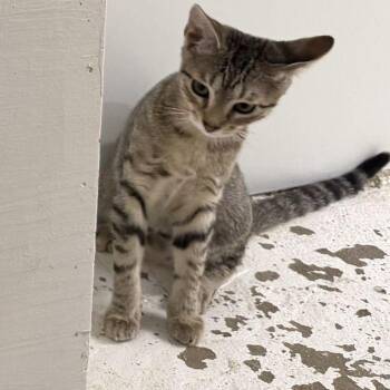 Gouda -  Domestic Short Hair Cat for Adoption in Hilton Head Island, South Carolina - Gouda | PetCurious