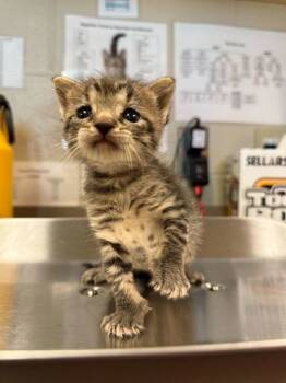 Rescue Domestic Short Hair Cats for Adoption in Gray, Louisiana - Bubba | PetCurious