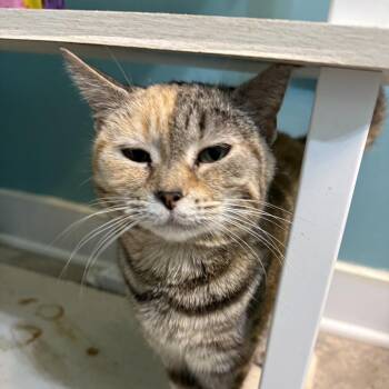 Domestic Short Hair Cats Available for Adoption in Fredericksburg, Virginia - Dimpa | PetCurious