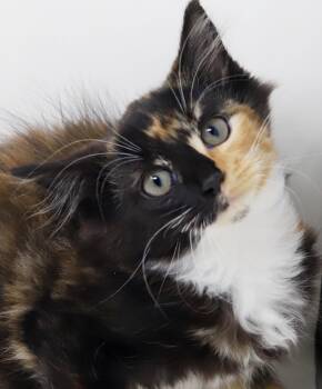 Love Muffin is about to be the love of your life - loves her sis -  Ragdoll and Calico Cat for Adoption in Bedford Hills, New York - Love Muffin Is About To Be The Love Of Your Life - Loves Her Sis | PetCurious