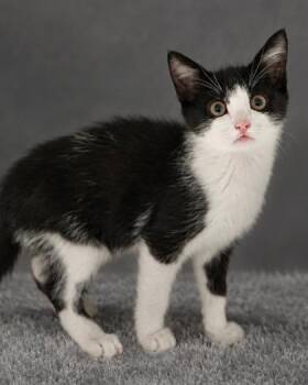 Litten -  Domestic Short Hair Cat for Adoption in Fresno, California - Litten | PetCurious
