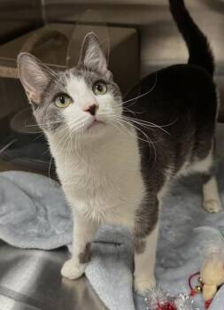 Bug Bug -  Domestic Short Hair Cat for Adoption in Missoula, Montana - Bug Bug | PetCurious