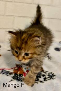 Domestic Short Hair Cats Available for Adoption in Huntington, Indiana - Mango | PetCurious