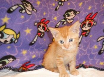 FRANK -  Domestic Short Hair Cat for Adoption in San Jose, California - FRANK | PetCurious