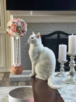 Rescue Domestic Short Hair Cats for Adoption in Libertyville, Illinois - Merlin | PetCurious
