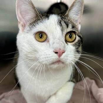 Moomies -  Domestic Medium Hair Cat for Adoption in Matteson, Illinois - Moomies | PetCurious