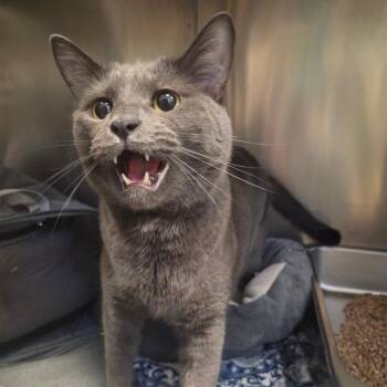 Domestic Short Hair Cats Available for Adoption - Sage | PetCurious