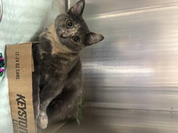 Rescue Domestic Short Hair Cats for Adoption in Saint Charles, Missouri - Allstate | PetCurious