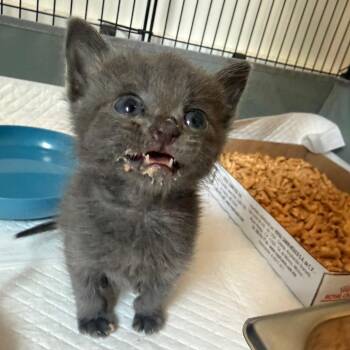 Marshall Meowthers -  Domestic Short Hair Cat for Adoption in Chattanooga, Tennessee - Marshall Meowthers | PetCurious