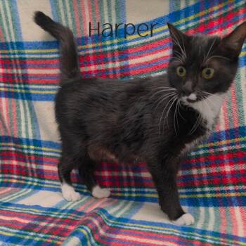 Harper -  Domestic Short Hair Cat for Adoption in Parkersburg, West Virginia - Harper | PetCurious