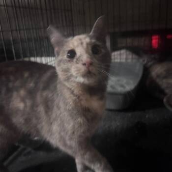 Domestic Short Hair Cats Available for Adoption - Miss Swirly Pop | PetCurious