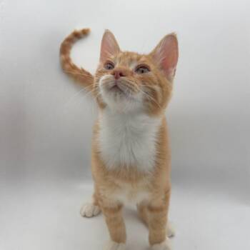 Domestic Short Hair Cats Available for Adoption - Sprinkle Oreo | PetCurious