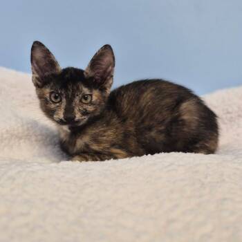 Salem -  Domestic Short Hair Cat for Adoption in Wahiawa, Hawaii - Salem | PetCurious