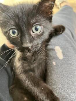 Domestic Short Hair Cats Available for Adoption in Dayton, Minnesota - Rowlf | PetCurious