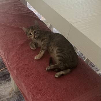 Gizmo -  Domestic Short Hair Cat for Adoption in Wheeling, Illinois - Gizmo | PetCurious