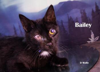 Bailey -  Domestic Short Hair Cat Available for Adoption in York, Nebraska - Bailey | PetCurious