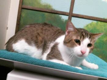 JOHN -  Domestic Short Hair Cat for Adoption in Houston, Texas - JOHN | PetCurious