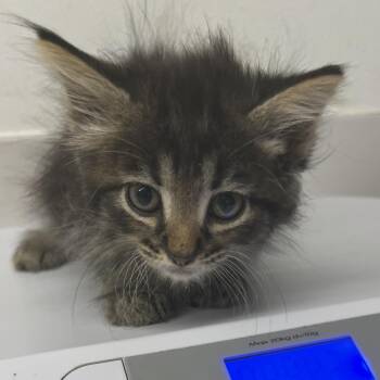 Whiskerquartz -  Domestic Medium Hair and Domestic Short Hair Cat for Adoption in St. Louis, Missouri - Whiskerquartz | PetCurious