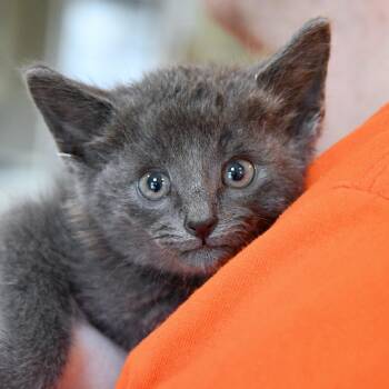 Rescue Domestic Short Hair Cats for Adoption in Dallas, Texas - Pistachio | PetCurious