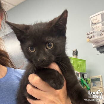 Rescue Domestic Short Hair Cats for Adoption in Washington, District Of Columbia - Zekeial | PetCurious