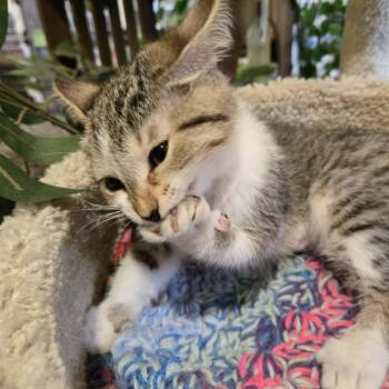 Kami -  Domestic Short Hair Cat for Adoption in Park Falls, Wisconsin - Kami | PetCurious