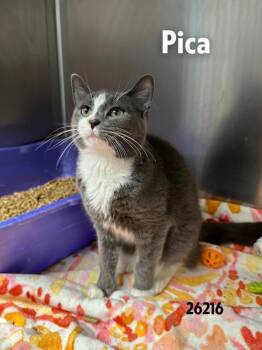 Rescue Domestic Medium Hair Cats for Adoption in Oak Ridge, Tennessee - Pica | PetCurious