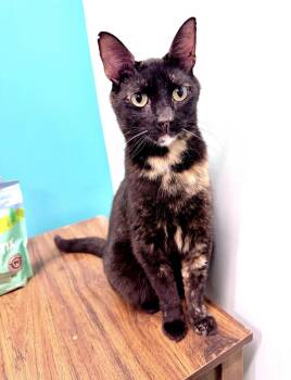 Mocha -  Tortoiseshell Cat for Adoption in Scottsburg, Indiana - Mocha | PetCurious