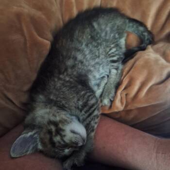 Zenna -  Domestic Short Hair Cat for Adoption in Grantsville, Utah - Zenna | PetCurious