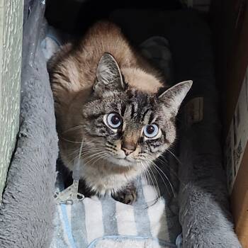 Rescue Siamese Cats for Adoption in Middletown, Ohio - Meiling | PetCurious