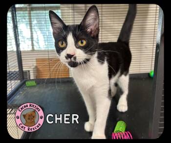 Cher -  Domestic Short Hair Cat Available for Adoption in Hershey, Pennsylvania - Cher | PetCurious