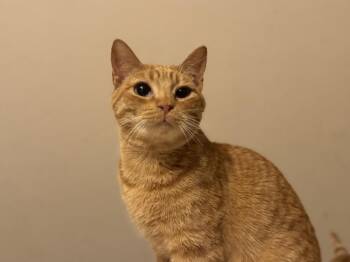 Cheez- It -  Domestic Short Hair Cat for Adoption in Plumerville, Arkansas - Cheez- It | PetCurious