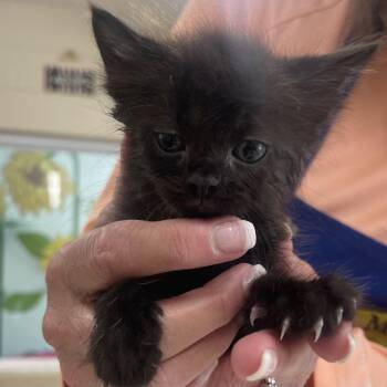 Abigail Adams -  Domestic Short Hair Cat for Adoption in Newport, Tennessee - Abigail Adams | PetCurious