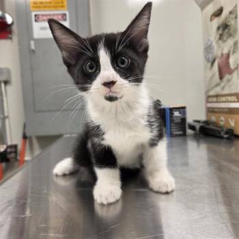 Domestic Short Hair Cats Available for Adoption in Ontario, California - WILLOW | PetCurious