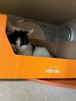 Kitty Girl -  Domestic Short Hair Cat for Adoption - Kitty Girl | PetCurious