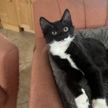 Baby Han Solo -  Domestic Medium Hair Cat for Adoption in Los Angeles, California - Baby Han Solo | PetCurious