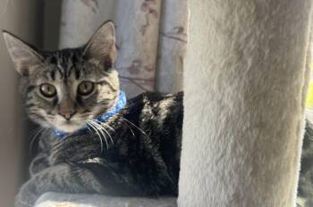 Rescue American Shorthair Cats for Adoption in Massillon, Ohio - Sparrow | PetCurious