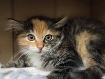 Romilda -  Domestic Short Hair Cat for Adoption in Westland, Michigan - Romilda | PetCurious