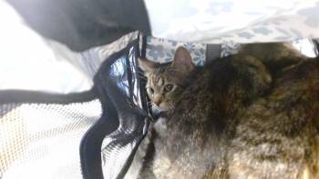 Domestic Short Hair Cats Available for Adoption in Oklahoma City, Oklahoma - BEAR | PetCurious