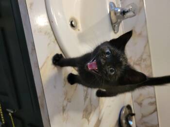 Katsu -  Domestic Short Hair Cat for Adoption in Newberg, Oregon - Katsu | PetCurious
