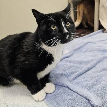 Domestic Short Hair Cats Available for Adoption - Furrdinand | PetCurious