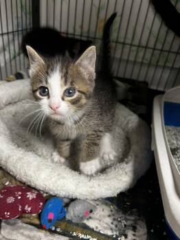 Domestic Short Hair and Tabby Cats Available for Adoption in Ringwood, New Jersey - Troy | PetCurious