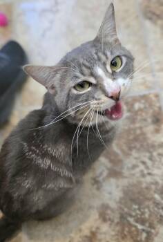 Howler -  Domestic Short Hair Cat for Adoption in Vancouver, Washington - Howler | PetCurious