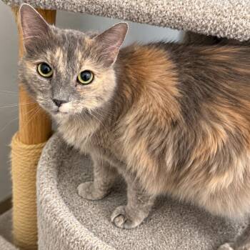 Erica -  Domestic Long Hair and Dilute Tortoiseshell Cat for Adoption in Fresno, California - Erica | PetCurious