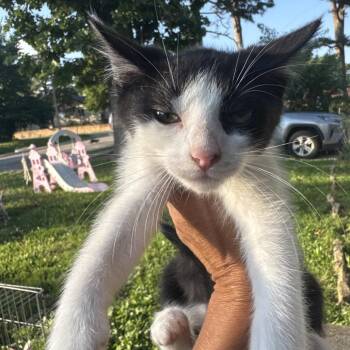 Billo -  Domestic Short Hair Cat Available for Adoption in West Plains, Missouri - Billo | PetCurious