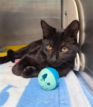 PUPA -  Domestic Short Hair Cat for Adoption in Fort Walton Beach, Florida - PUPA | PetCurious