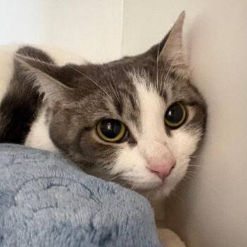 Piglet -  Domestic Short Hair Cat for Adoption in Dekalb, Illinois - Piglet | PetCurious